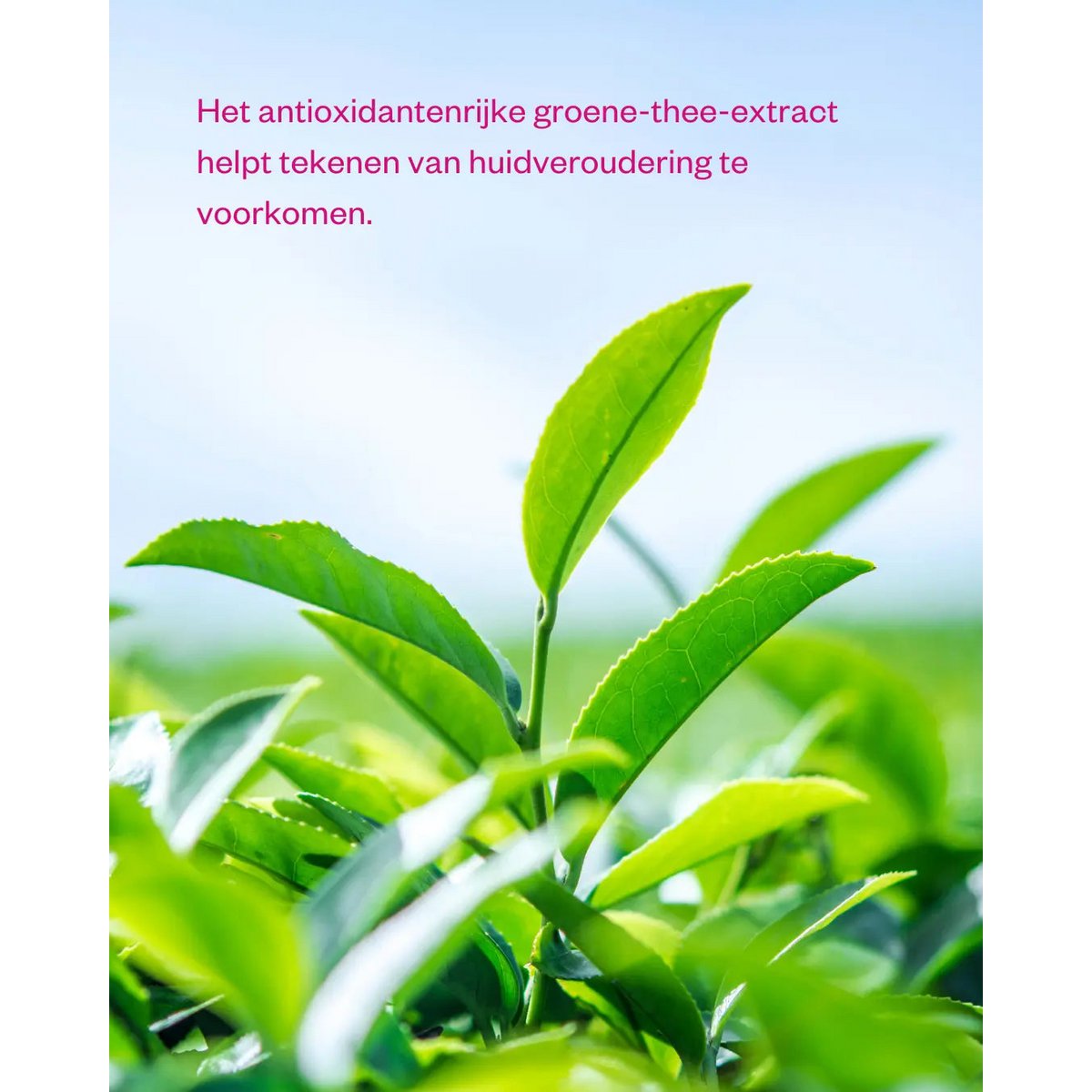 Natuurlijke Oogcreme - Green Tea & Peptide